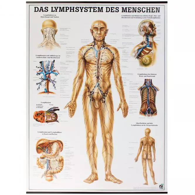  Planche pédagogique - Le système lymphatique humain