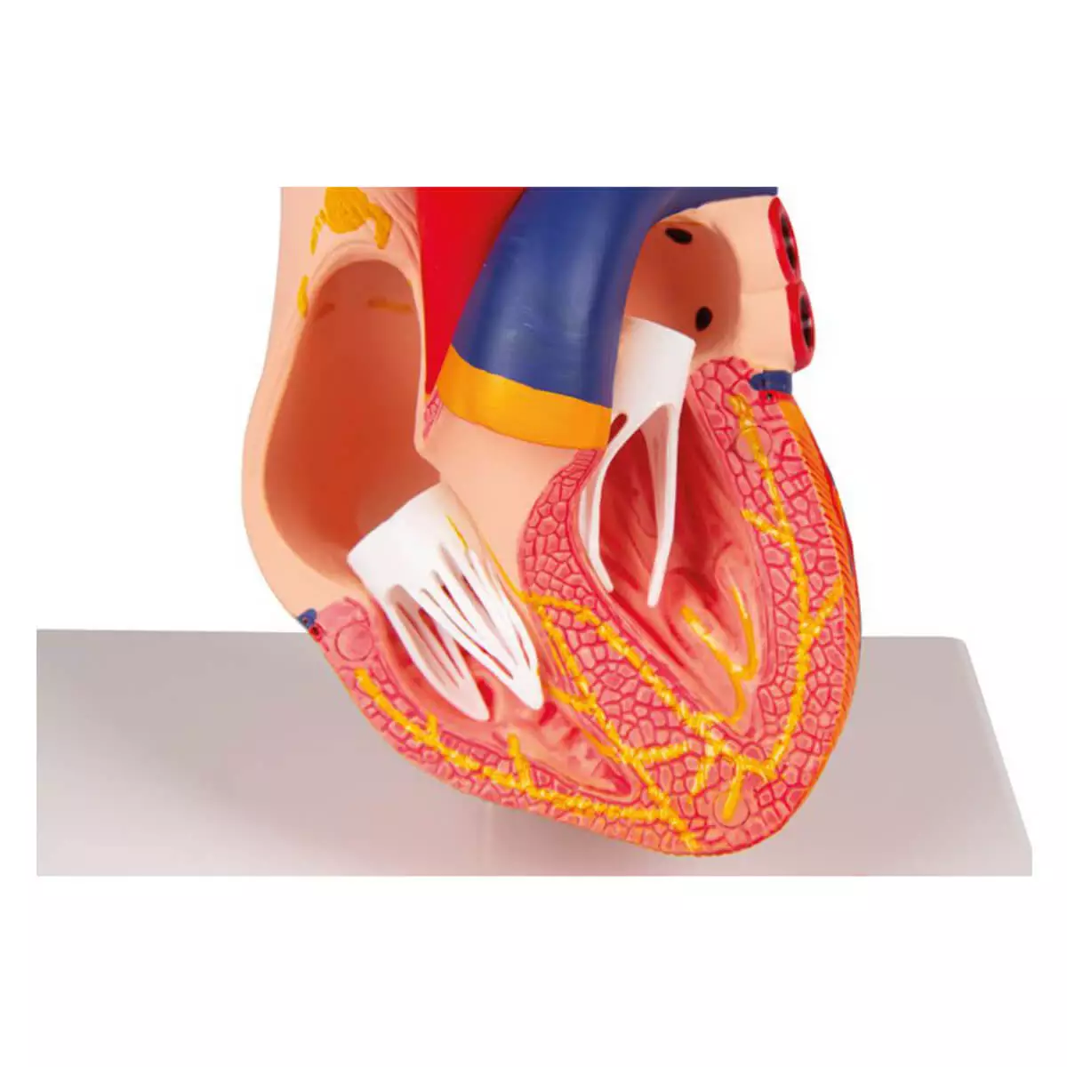  Modèle de cœur en deux parties avec système de conduction cardiaque