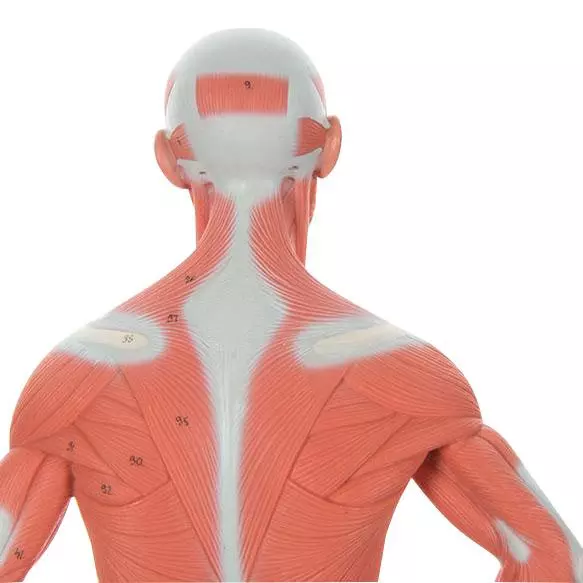  Modèle musculaire