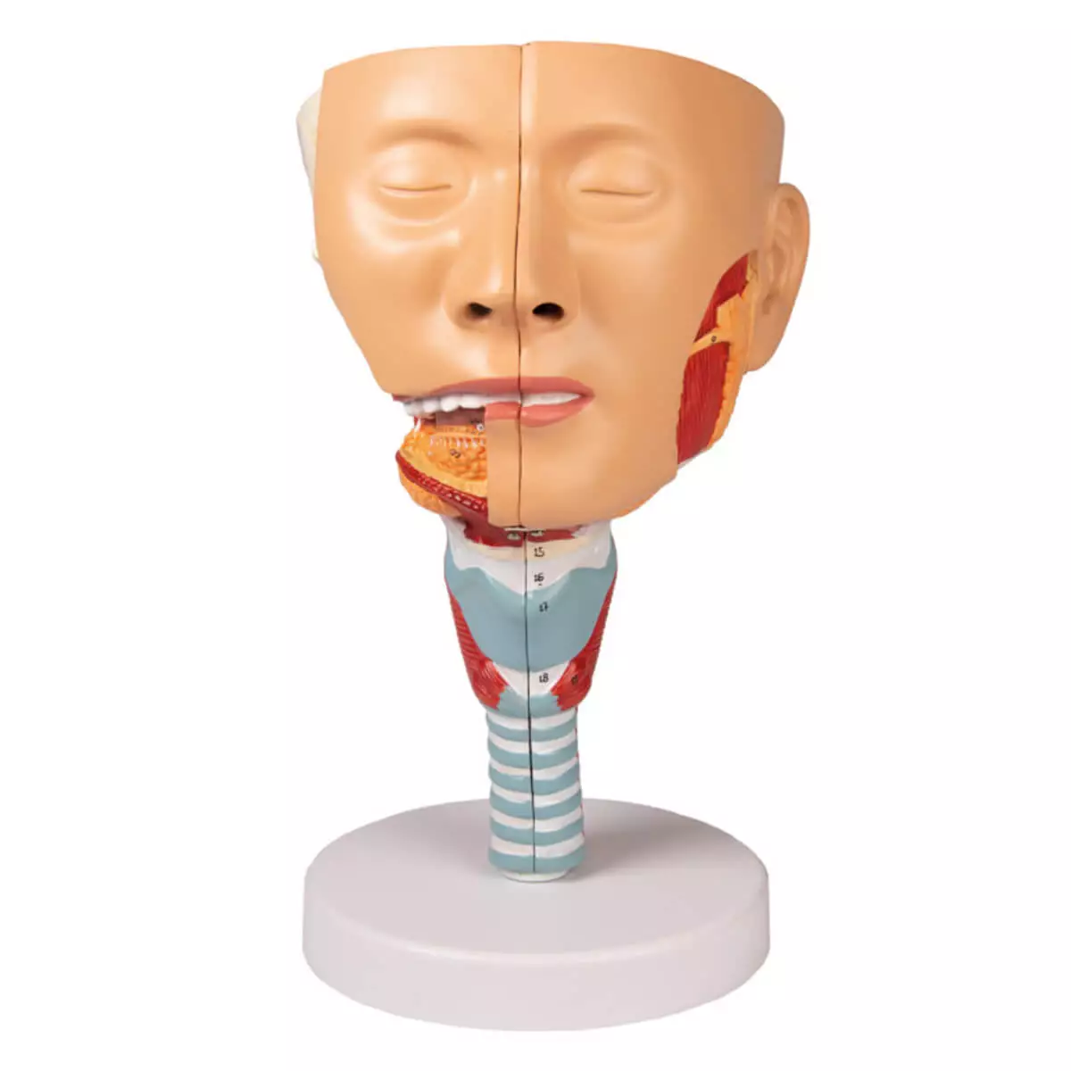  Modèle de tête avec pharynx et larynx