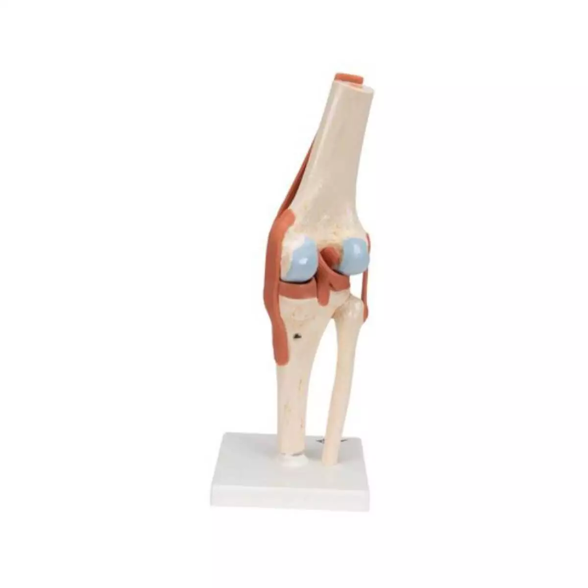  Modèle fonctionnel d'articulation du genou Luxe