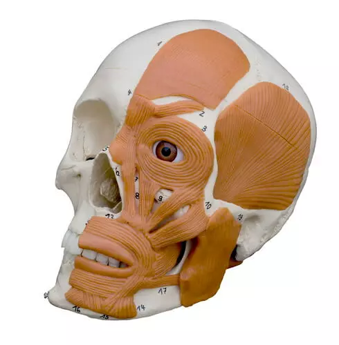  Crâne anatomique avec musculature faciale