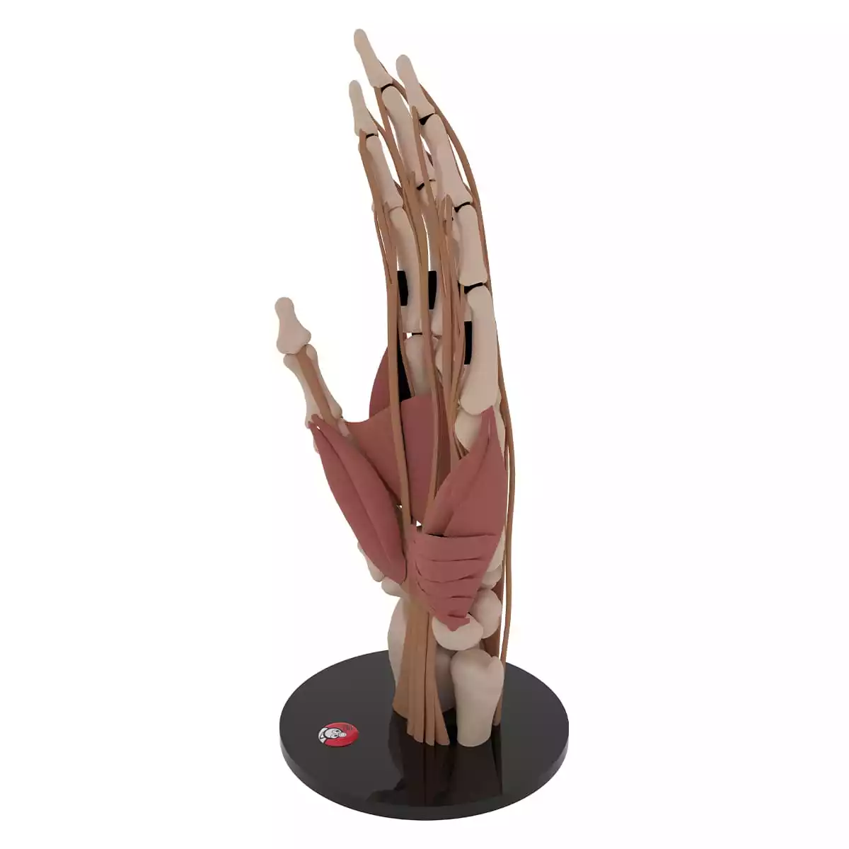  Anatomisches Hand-Modell "Manus"