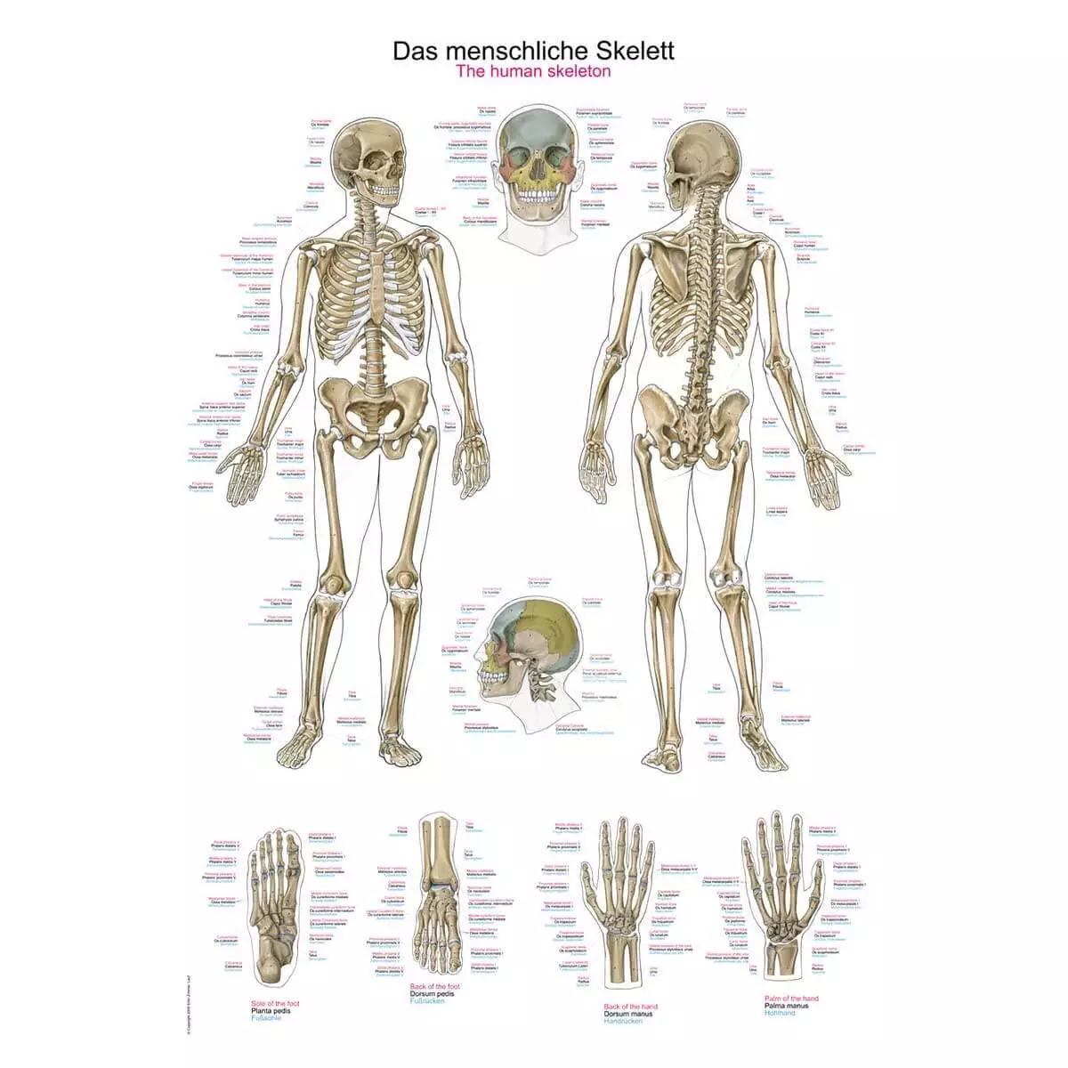  Tableau pédagogique – Le squelette humain