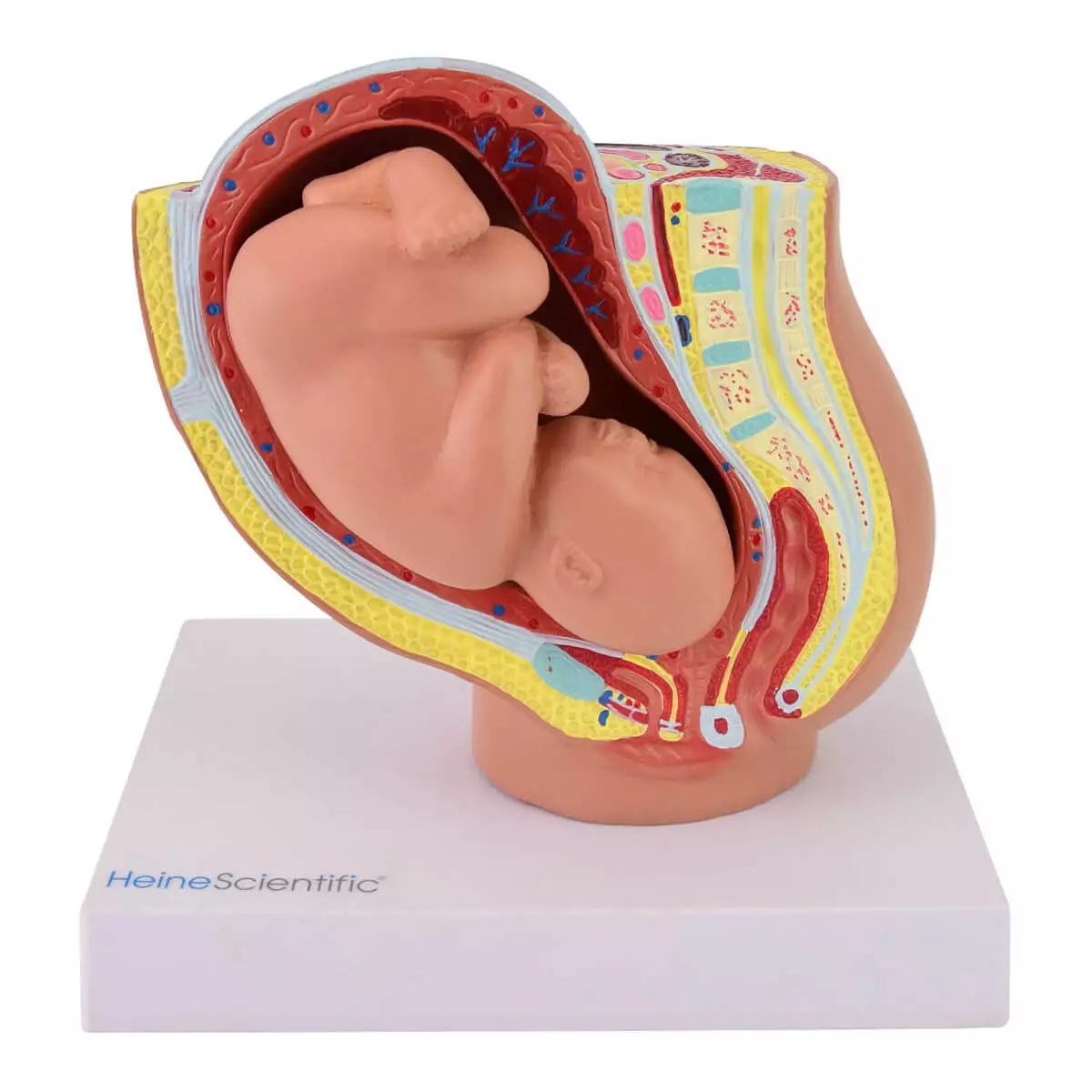  Modèle miniature de bassin avec foetus