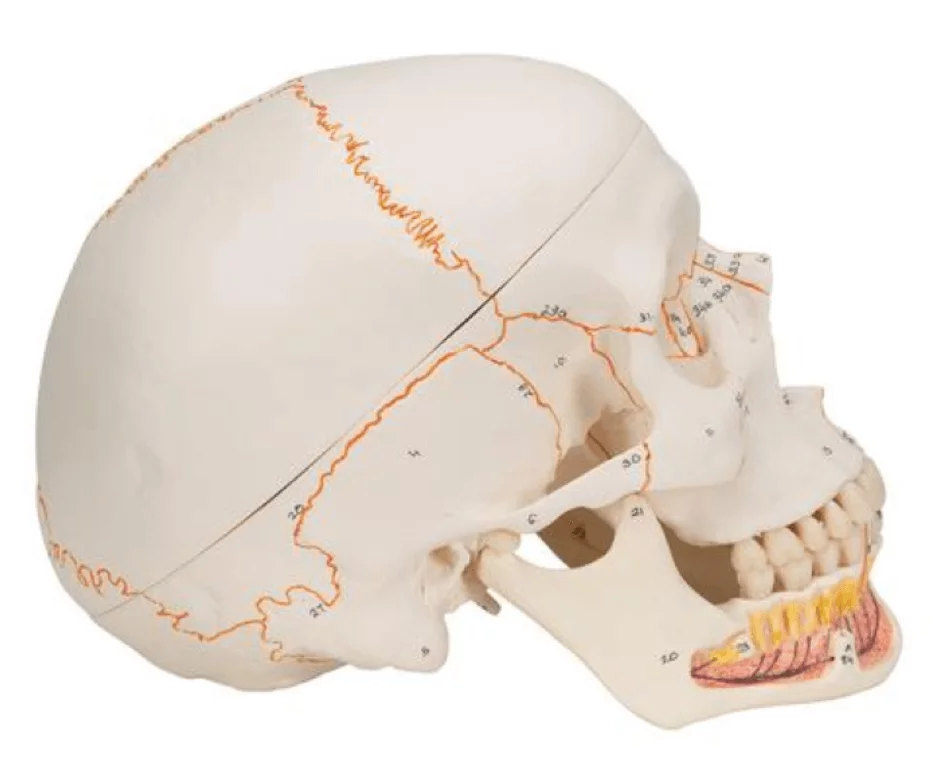  Modèle anatomique crâne/mandibule détaillée