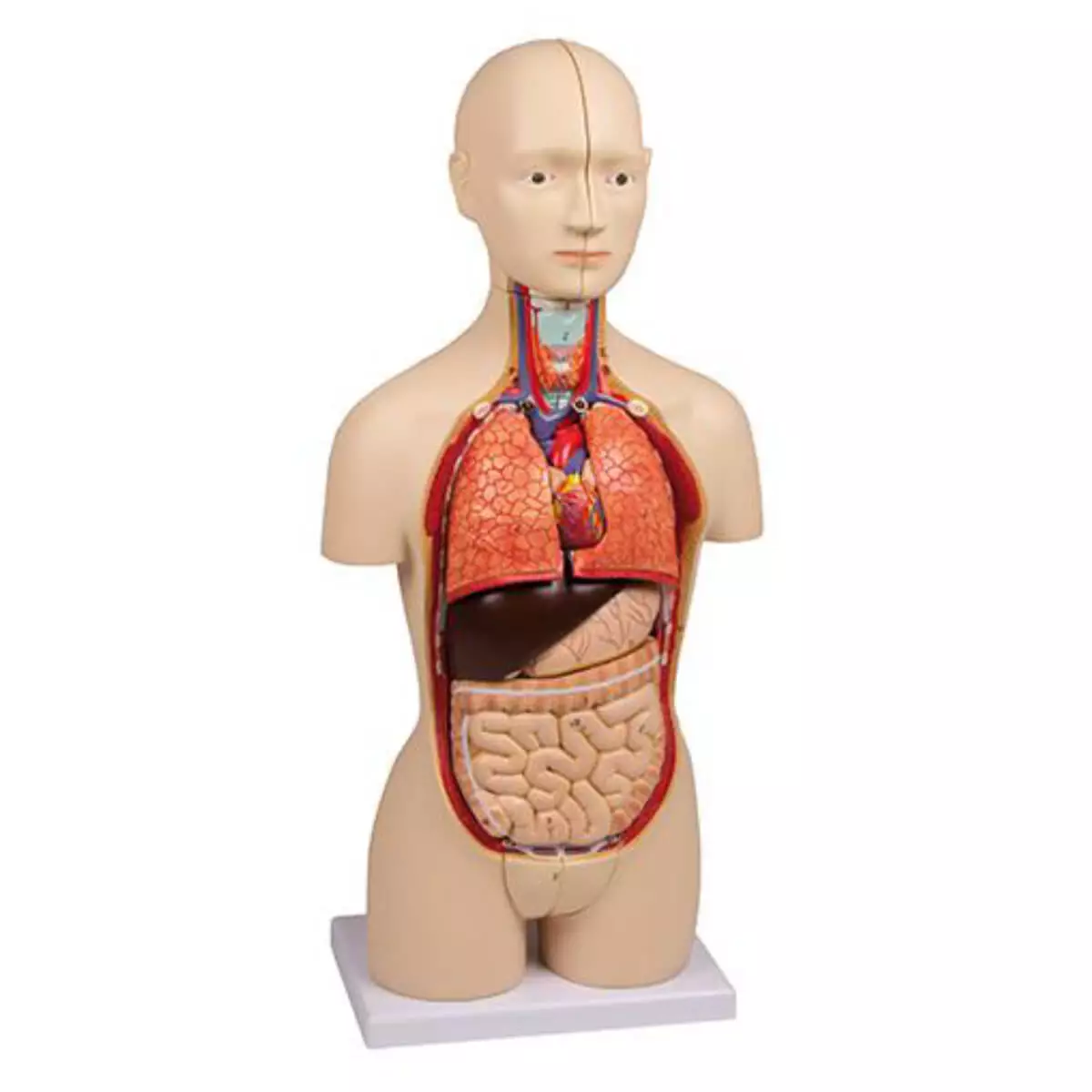  Modèle miniature du torse