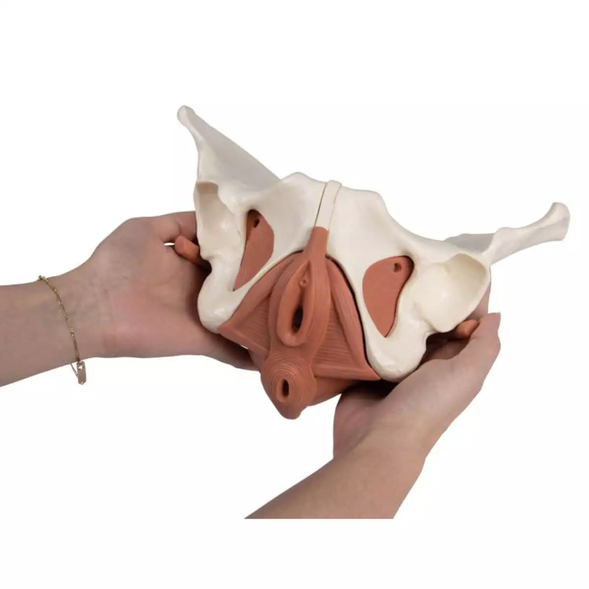  Modèle du plancher pelvien féminin