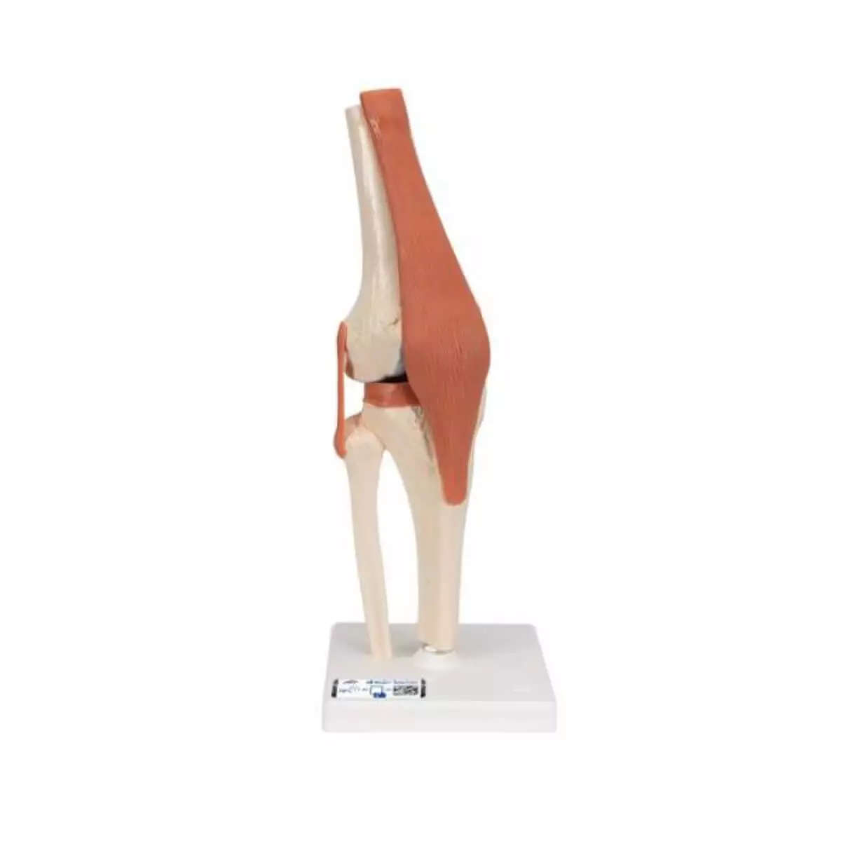  Modèle fonctionnel d'articulation du genou Luxe