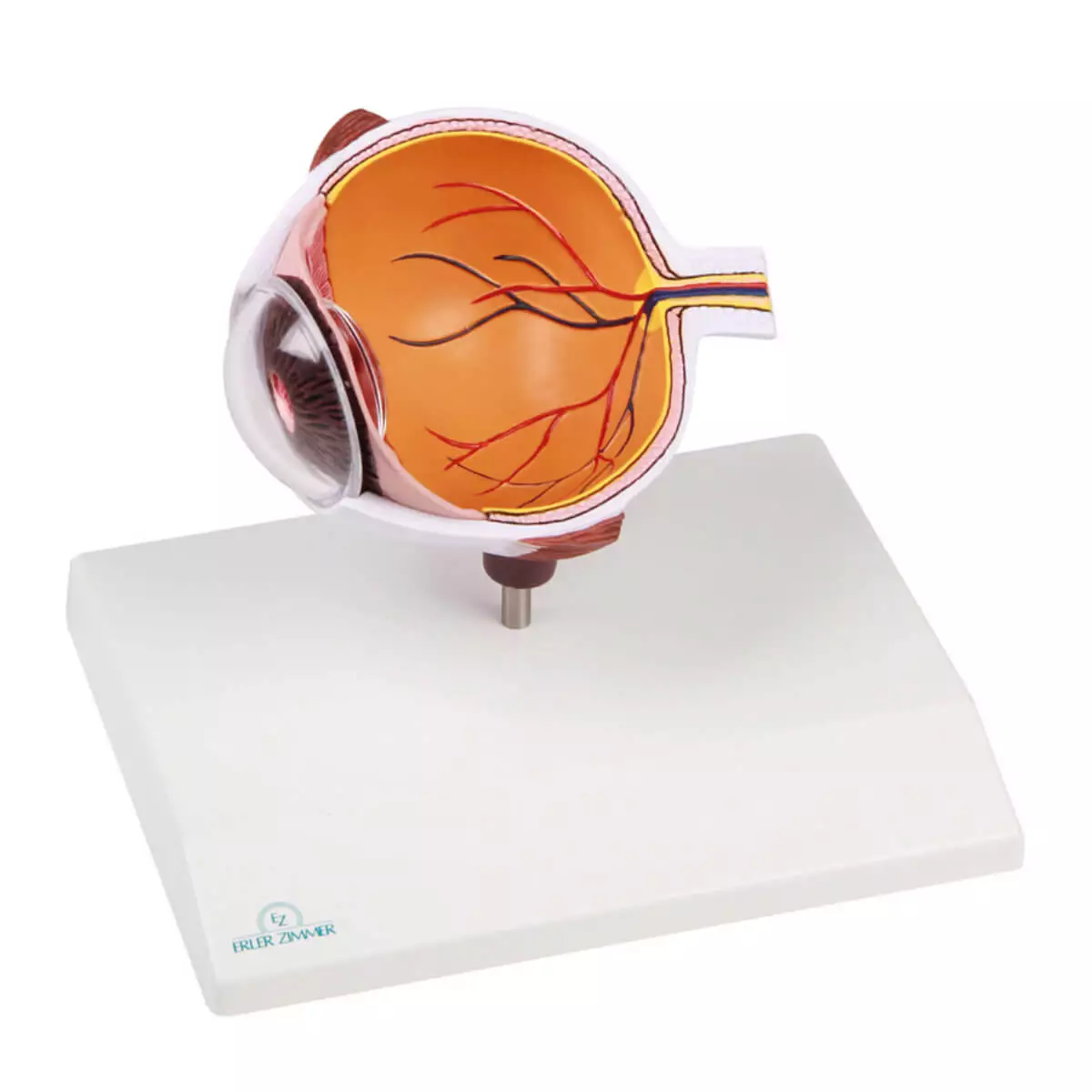  Modèle anatomique d’œil agrandi – EZ Augmented Anatomy