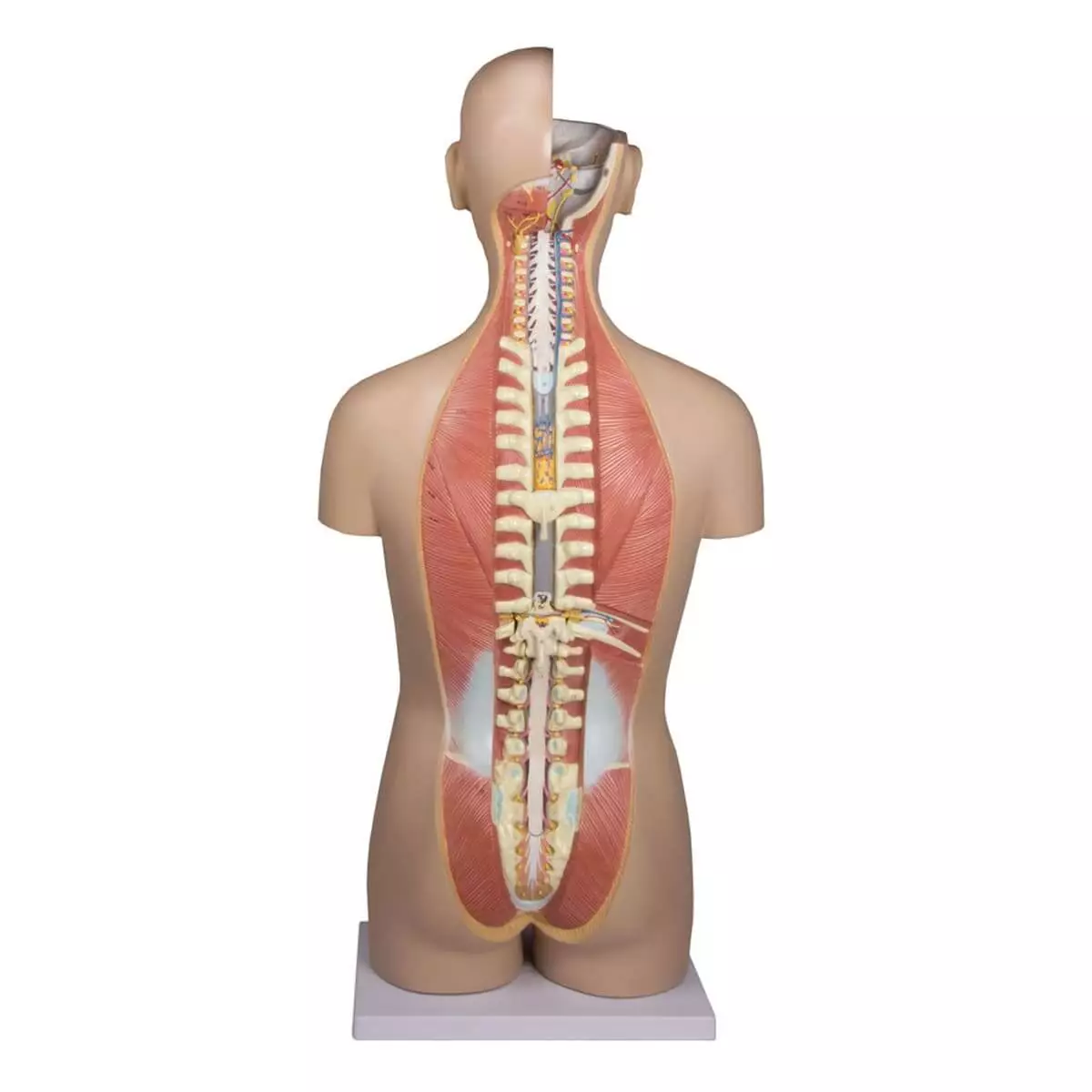  Modèle de torse avec dos ouvert