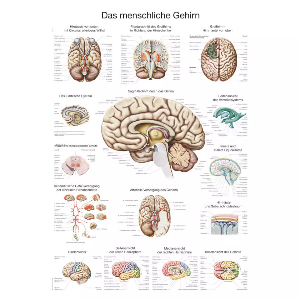  Planche pédagogique - Le cerveau humain