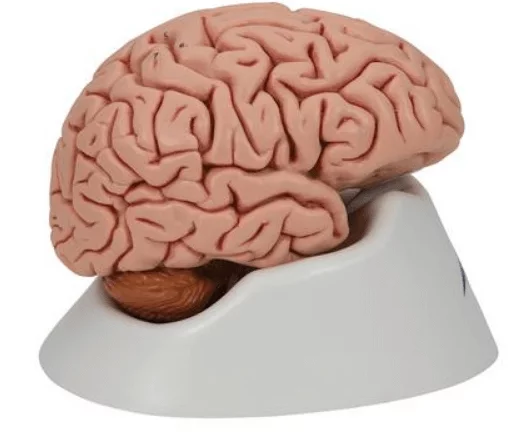  Modèle détaillé de cerveau
