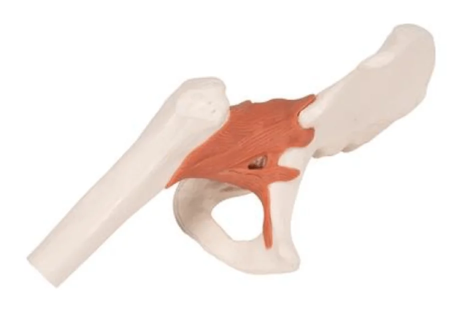  Modèle anatomique fonctionnel de la hanche