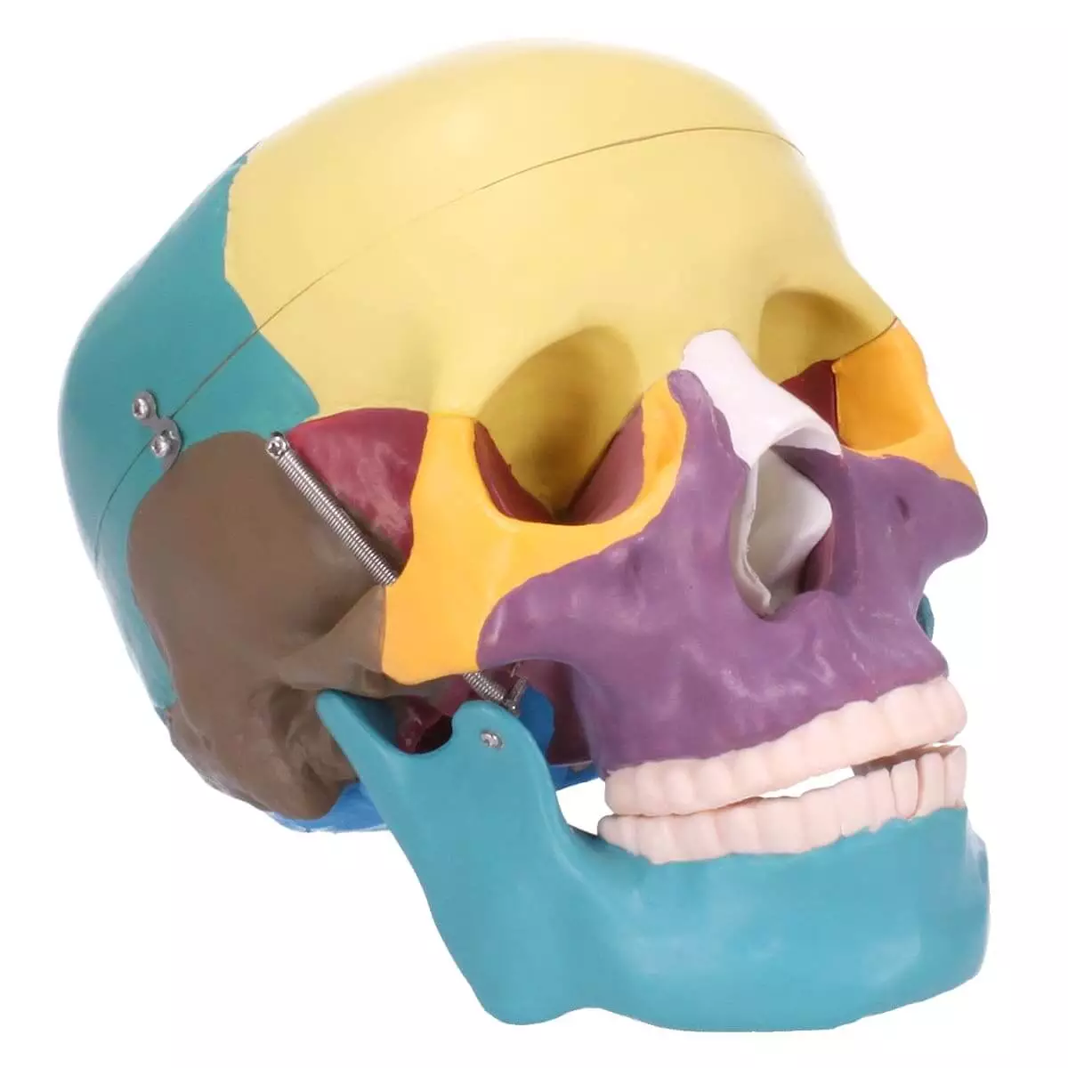  Modèle de crâne avec coloration didactique
