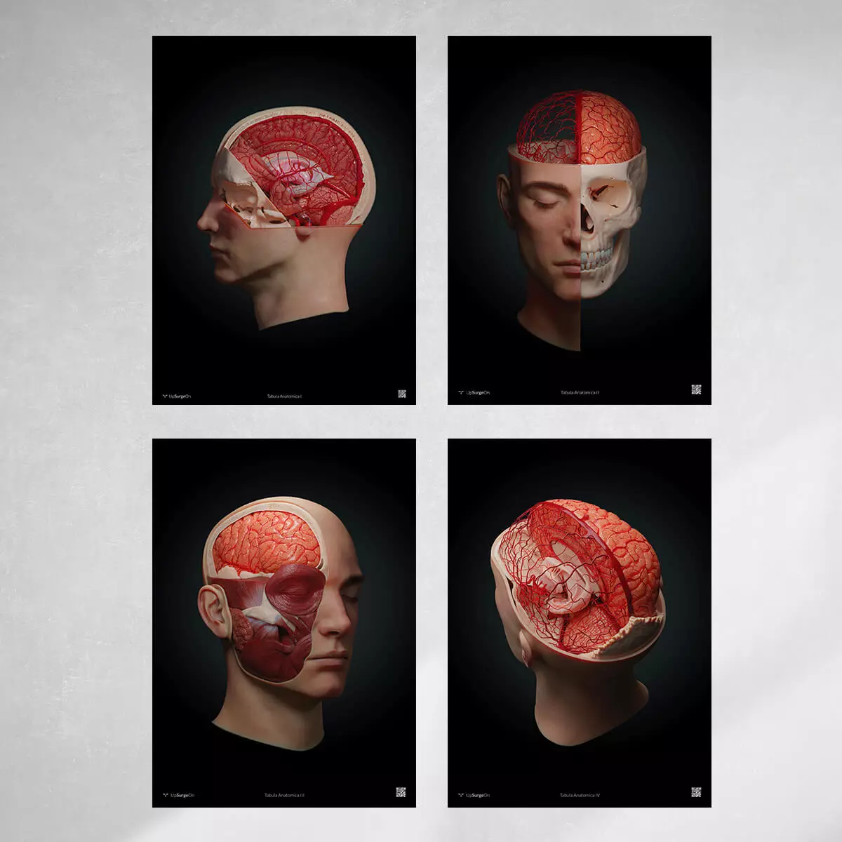  Collection AnatomyARt