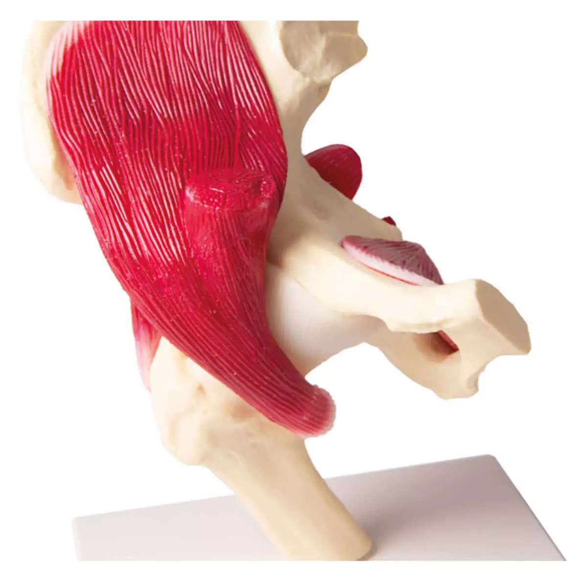  Modèle de l’articulation de la hanche avec musculature