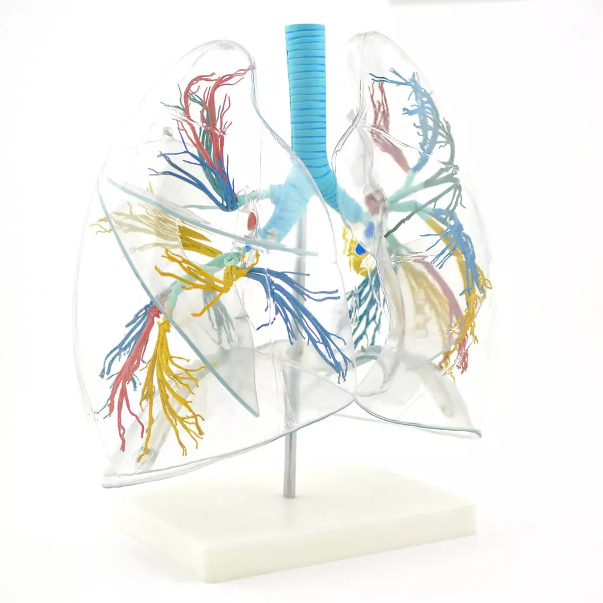  Modèle pulmonaire transparent avec arbre bronchique