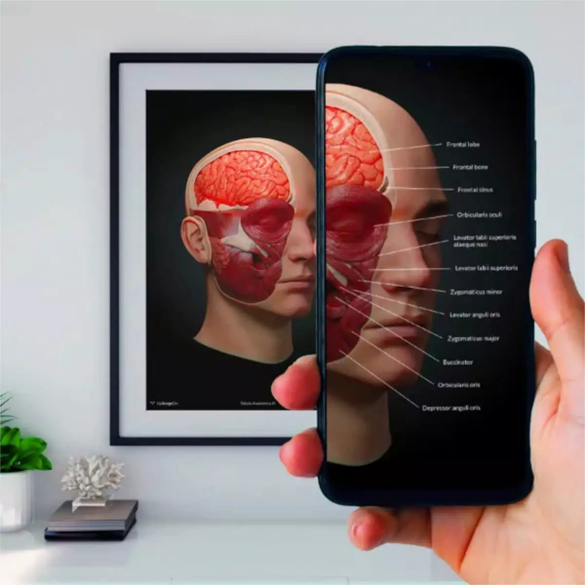  AnatomyARt Tabula Anatomica III