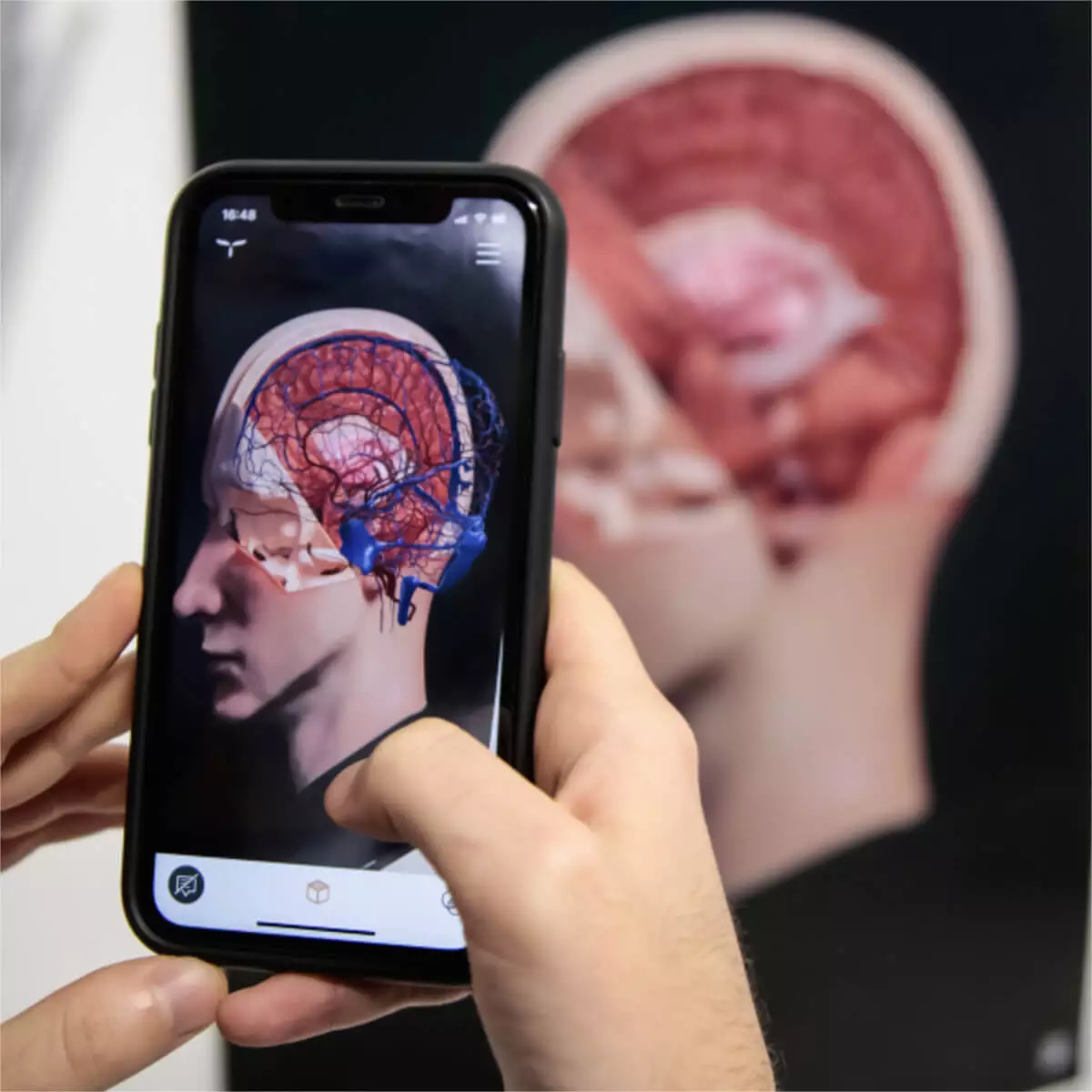  AnatomyARt Tabula Anatomica I