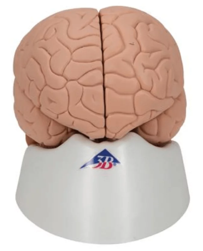  Modèle anatomique de cerveau