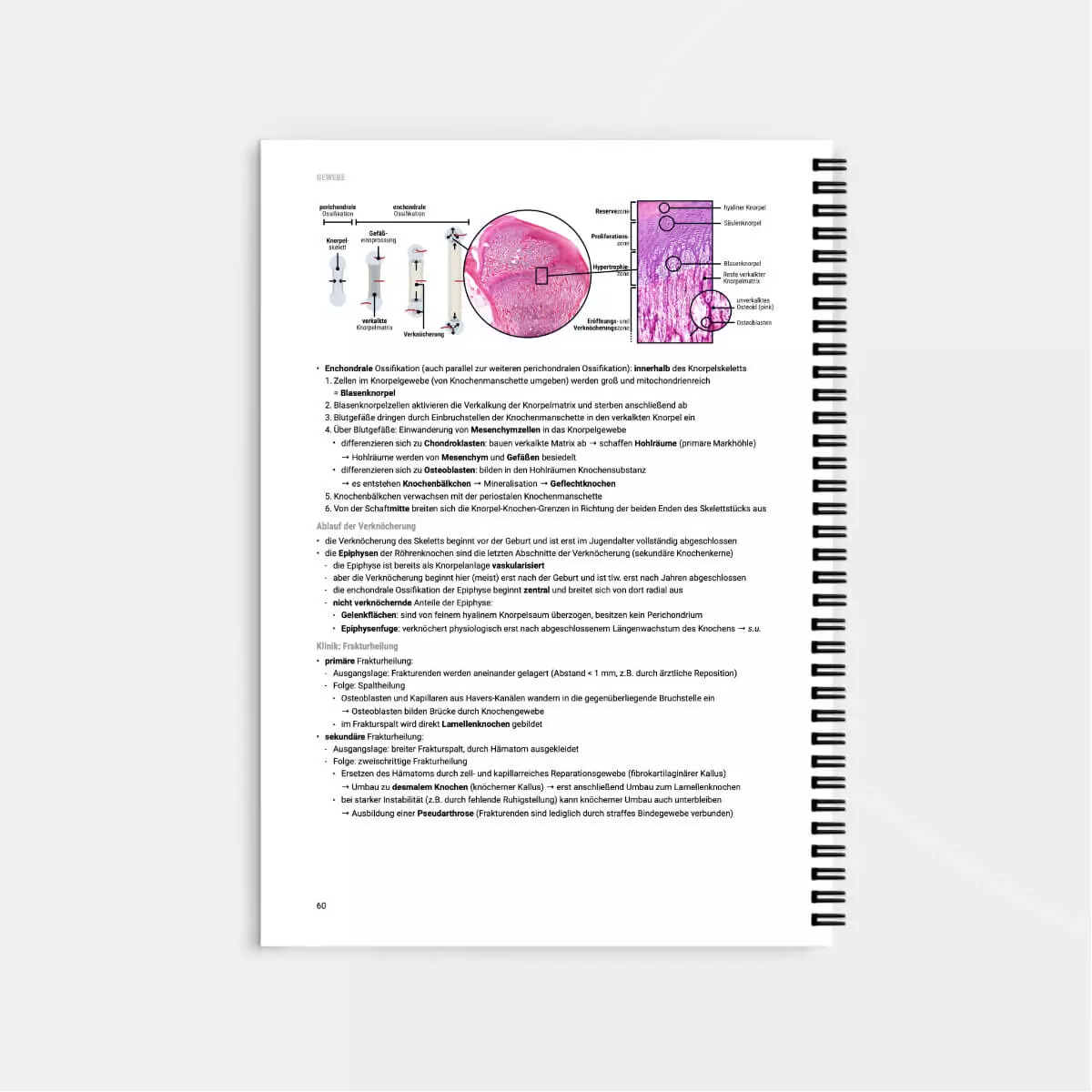  Script d’apprentissage d’histologie