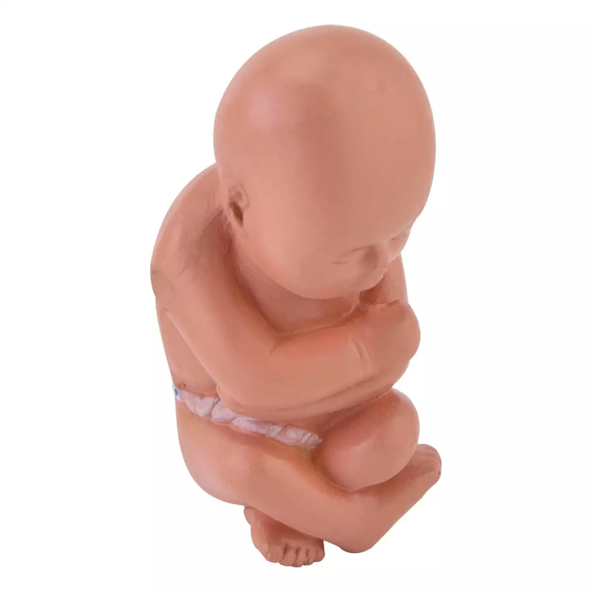  Modèle miniature de bassin avec foetus