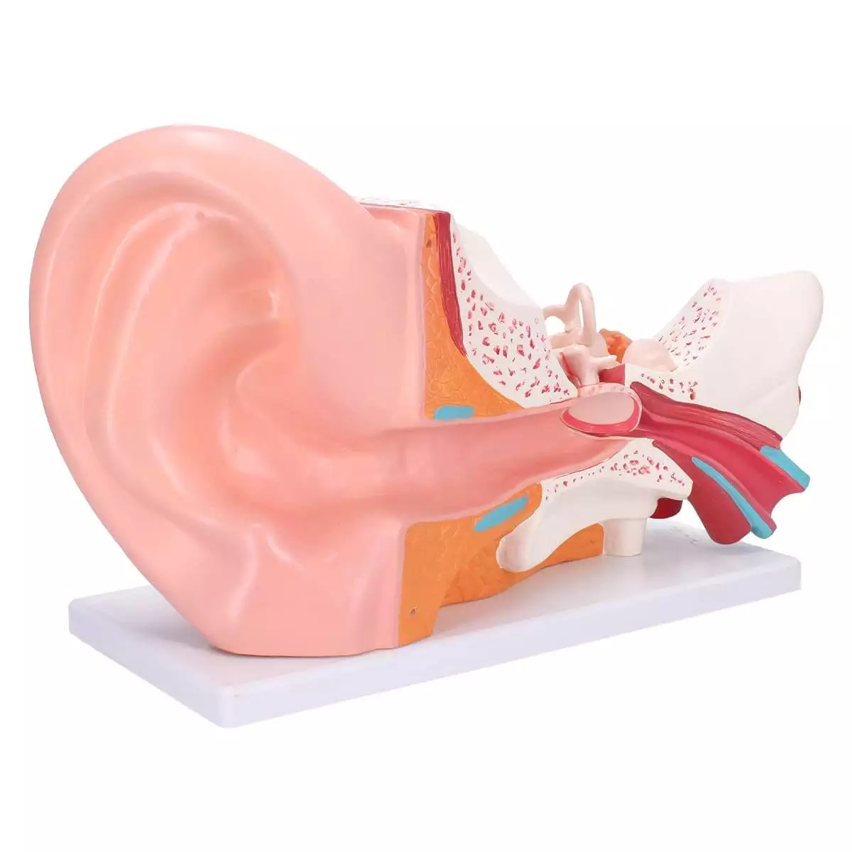  Modèle anatomique d'oreille