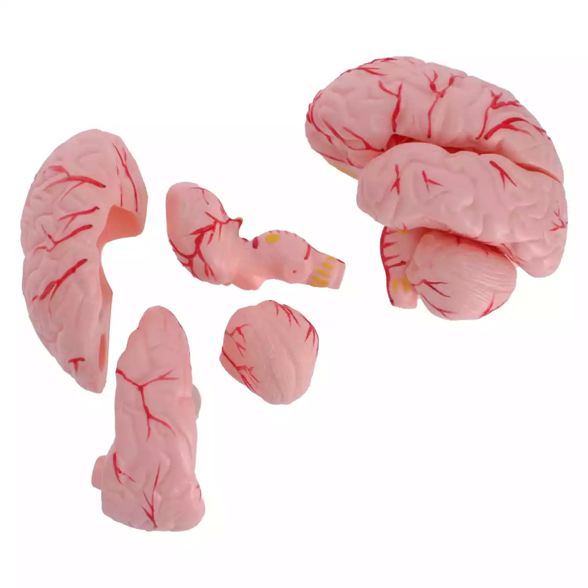  Modèle de tête anatomique avec cerveau
