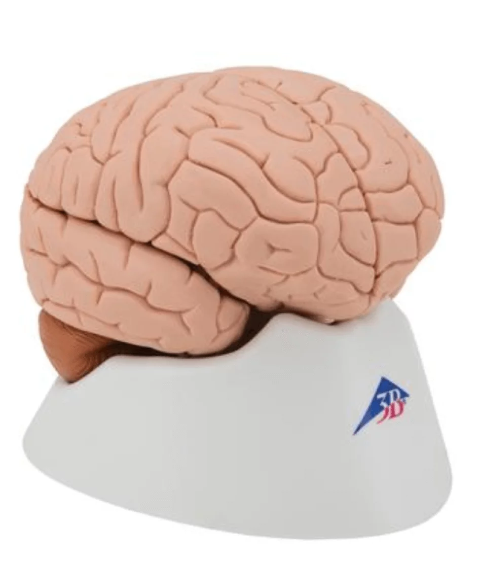  Modèle anatomique de cerveau Luxe