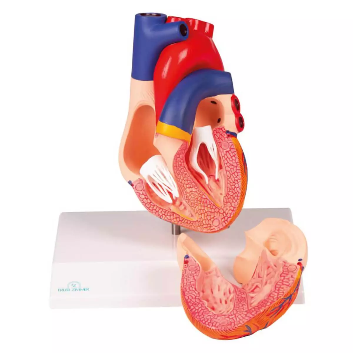  Modèle du cœur – EZ Augmented Anatomy