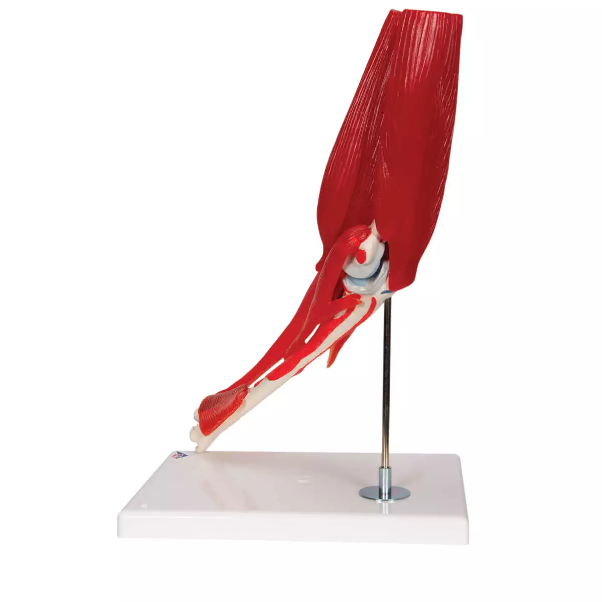  Modèle d’articulation du coude