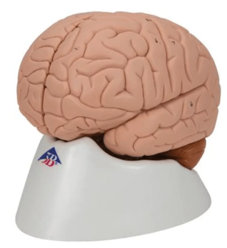  Modèle anatomique de cerveau