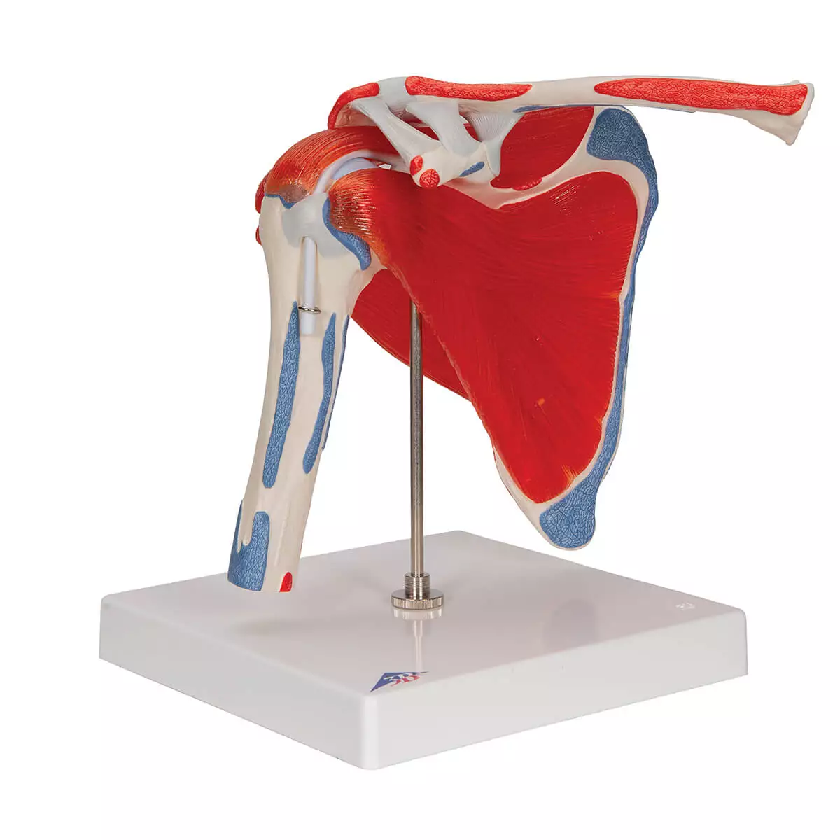  Modèle d'articulation de l'épaule