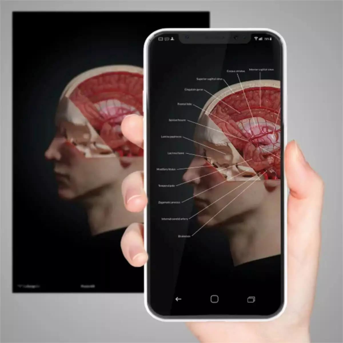  AnatomyARt Tabula Anatomica I