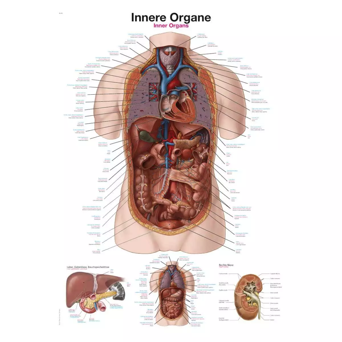 Tableau pédagogique – Organes internes