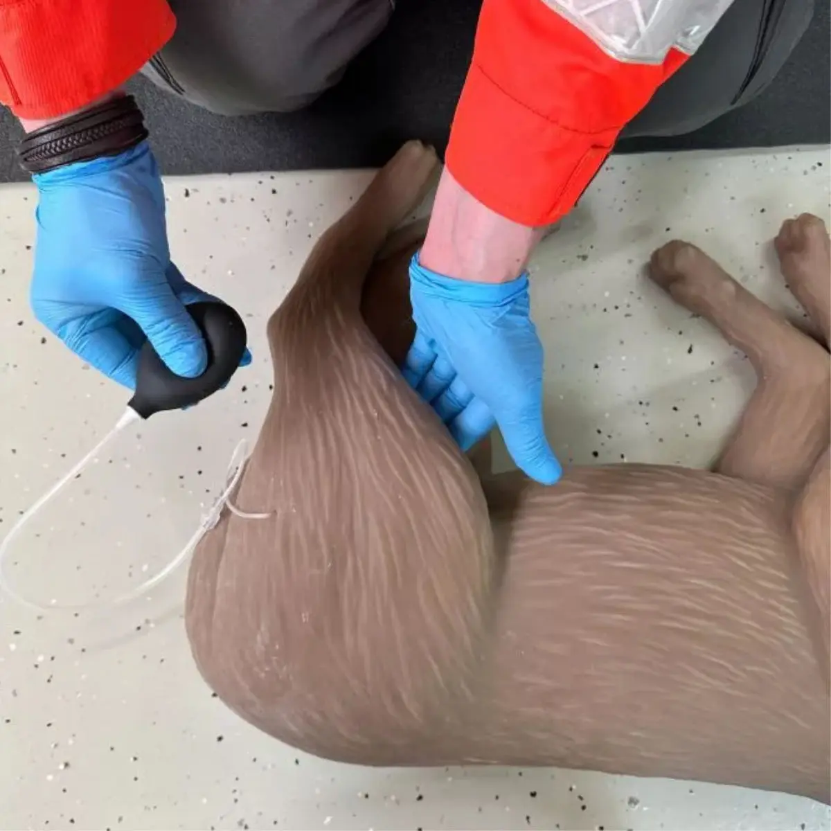 Mannequin de réanimation chez le chien « CooPeR » Mannequin de réanimation chez le chien « CooPeR »