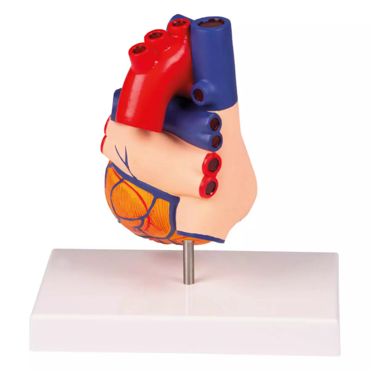  Modèle du cœur – EZ Augmented Anatomy