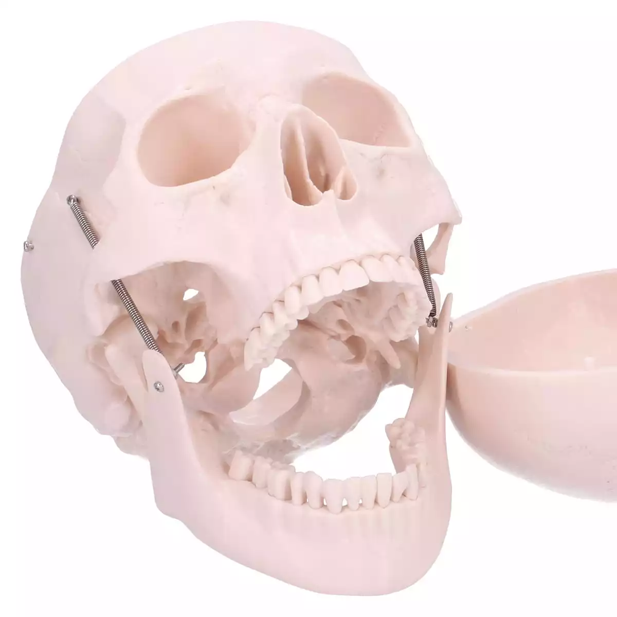  Modèle anatomique de crâne