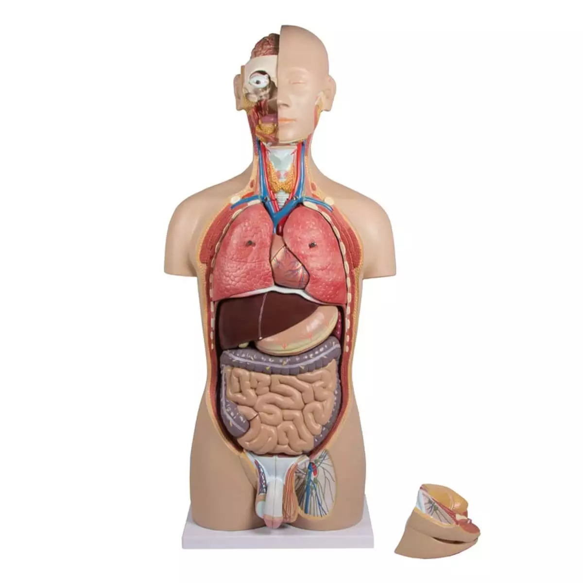  Modèle de torse avec dos ouvert