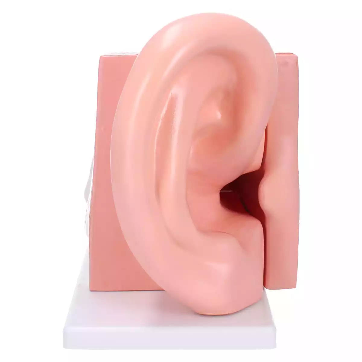  Modèle anatomique d'oreille