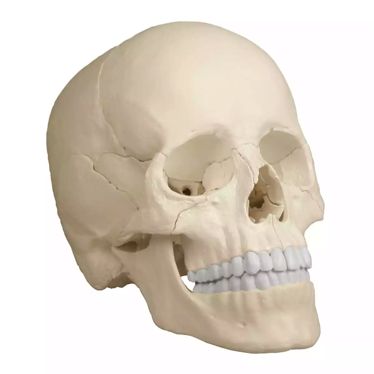  Modèle de crâne d'ostéopathie