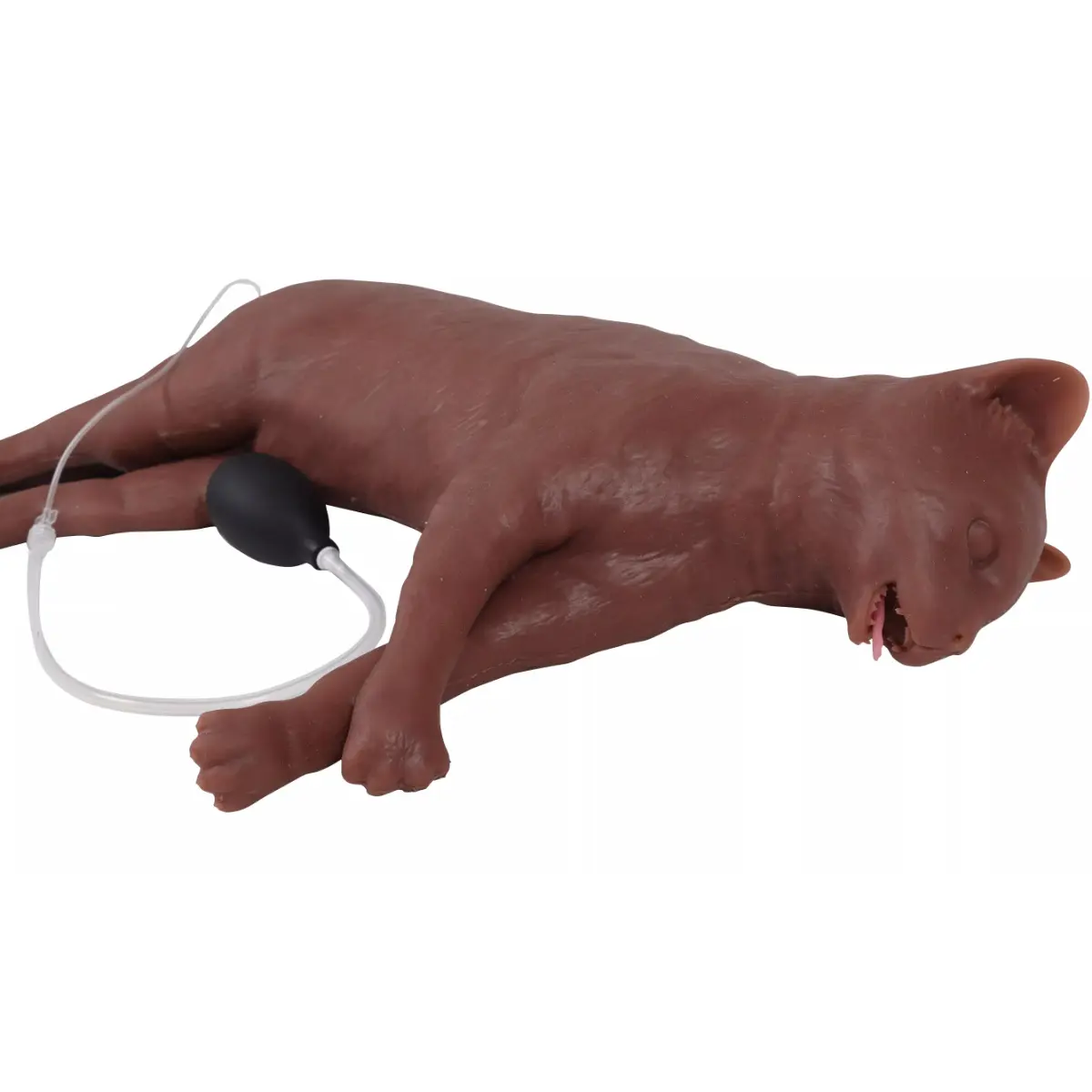  Mannequin de réanimation chez le chat « CaPpeR »