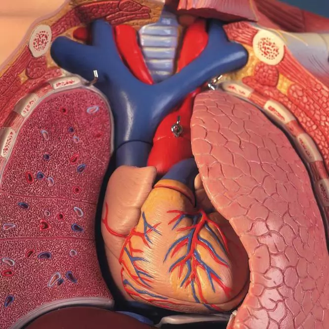  Modèle musculaire à deux sexes