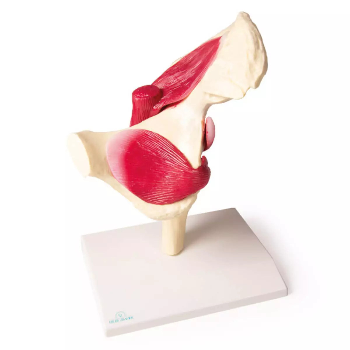  Modèle de l’articulation de la hanche avec musculature