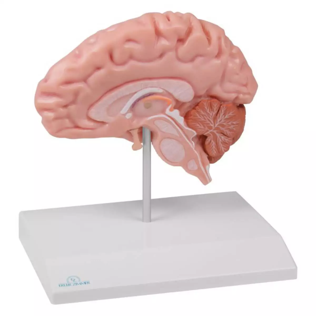 Modèle moitié du cerveau – EZ Augmented Anatomy