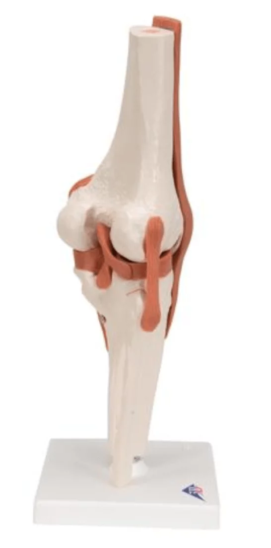  Modèle fonctionnel d'articulation du genou