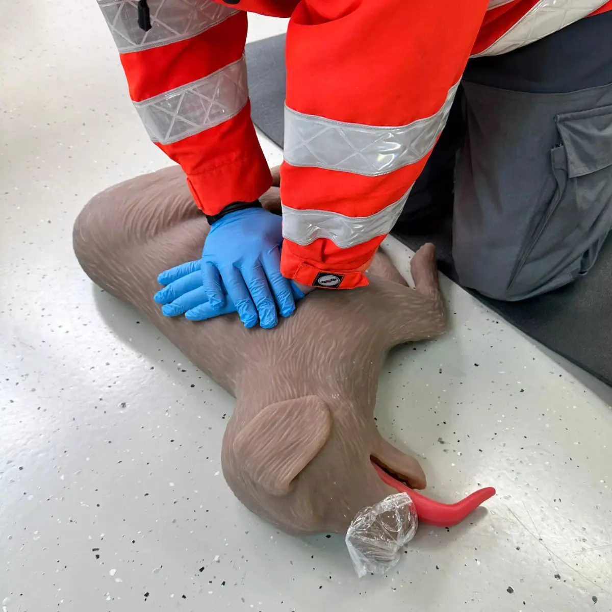 Mannequin de réanimation chez le chien « CooPeR » Mannequin de réanimation chez le chien « CooPeR »