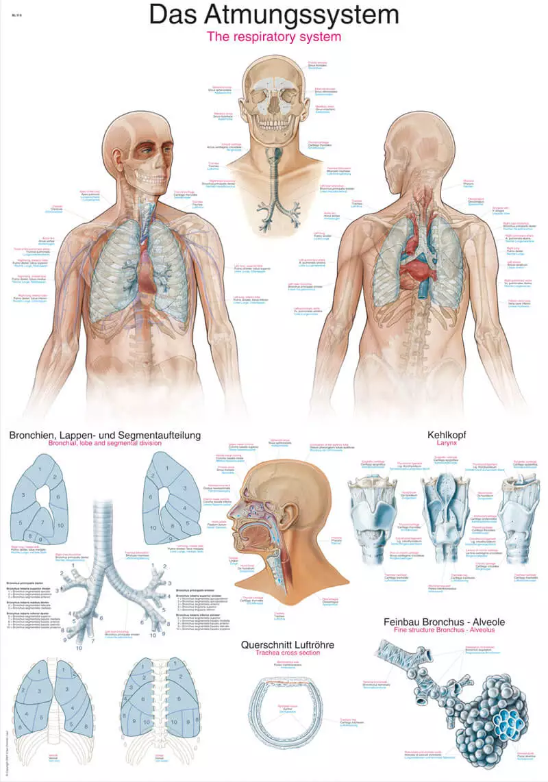  Tableau pédagogique – Le système respiratoire
