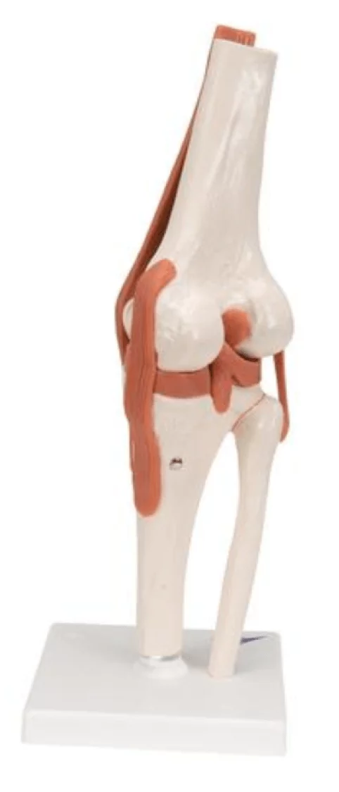  Modèle fonctionnel d'articulation du genou